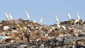 Top of the heap ... Rubbish collectors Bingo and Cleanaway have reported strong results. Picture: Getty