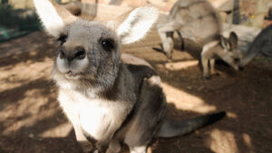 Joey ... Allegra Orthopaedics seems to have piqued the interest of investors. Picture: Getty