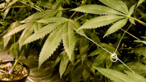 Harvest … Cann Group’s crop was the first to be grown in Australia by a commercial company. Picture: Getty