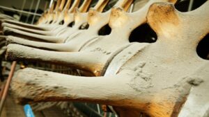 Spine … Allegra’s bone substitute technology is going into a small pilot production run. Picture: Getty