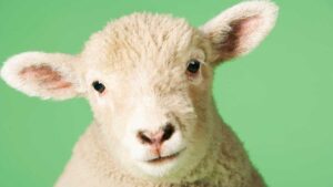 Holista harvests Halal-certified collagen from “disease-free Australian sheep”. Pic: Getty