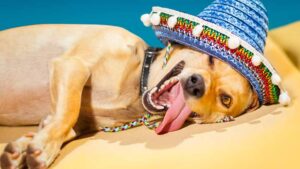 Dog daze ... Medical cannabis treatment for pets is on the way. Picture: Getty