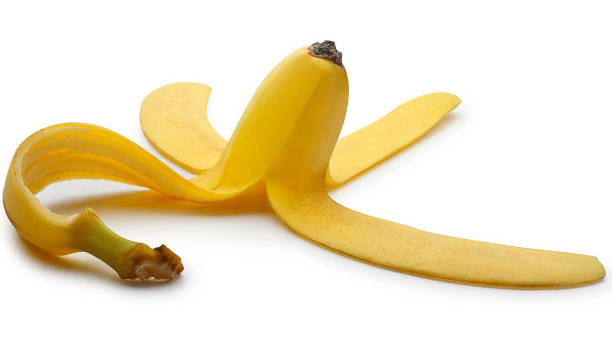Papyrus believes bananas be turned into environmentally friendly paper and even furniture. Picture: Getty