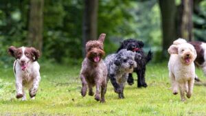 Off the leash ... Small Ords is outstripping the ASX200. Picture: Getty