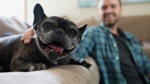 Dog cancer... an under-appreciated risk to your best friend. Getty