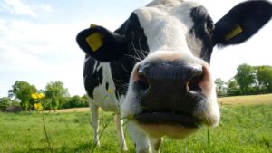 Holy cow... Who knew animal ear tags could be this nerdy. Picture: Getty