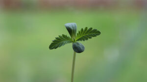 Pot stock growing... positive trial results suggest pot could help with autism. Picture: Getty.