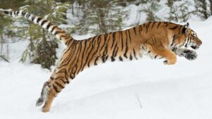 Pounce ... Tiger Resources secures loan for Congo copper project. Picture Getty
