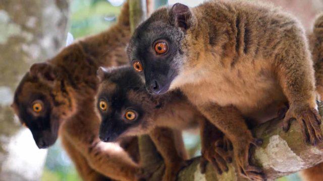 The inhabitants of Mayotte - including these lemurs - face water shortages. Pic: Getty
