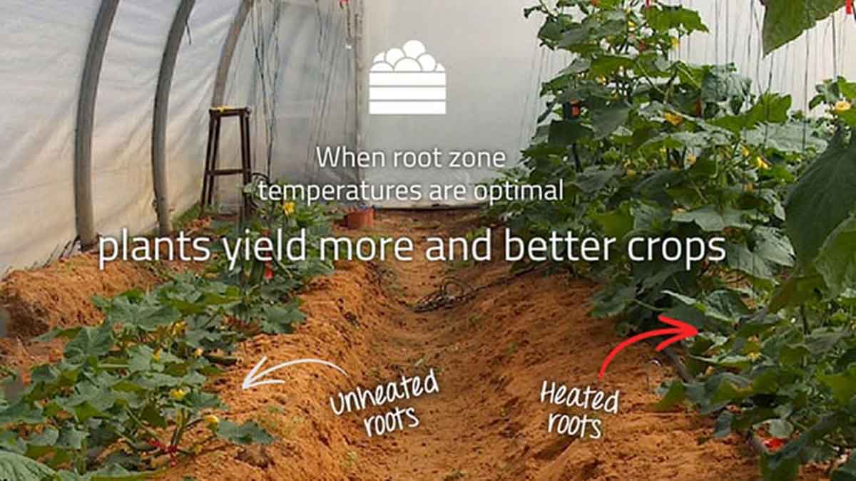 Crops treated with Roots yielded a stronger and faster result.