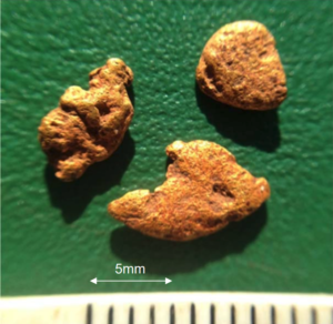 Waterworn gold nuggets found 500m south of Steel Well Conglomerate. Pic: De Grey Mining