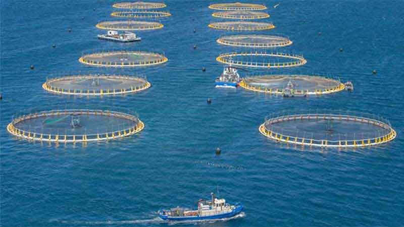 Mature kingfish are helicoptered into ocean fish pens. Pic: Clean Seas