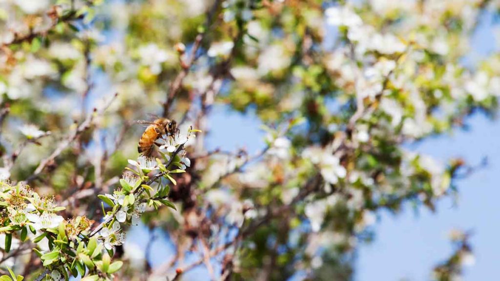 Bees at Meluka Honey's Northern Rivers farm. Picture: Supplied.