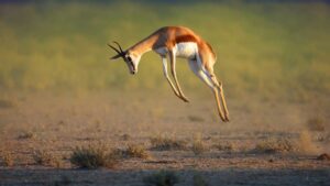 Mobecom springs into South African market with top telco