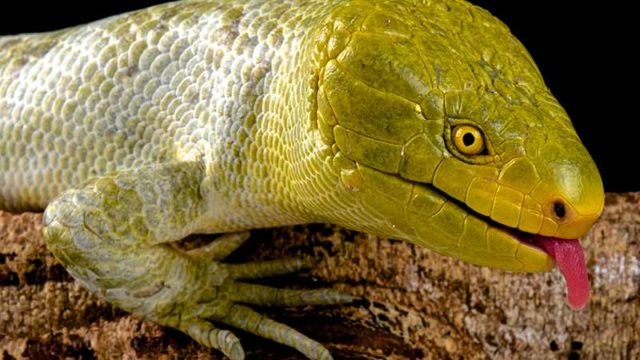 Bougainville locals like this northern monkey-tailed skink give thumbs up to RTG. Pic: Getty