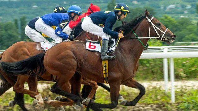 Horse racing, Cygnus Gold, Getty