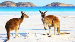 Kangaroos, Australia, Getty
