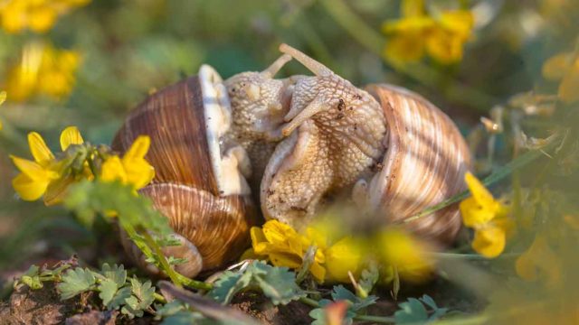 The sector is as hot as these snails feel right now. Pic: Getty