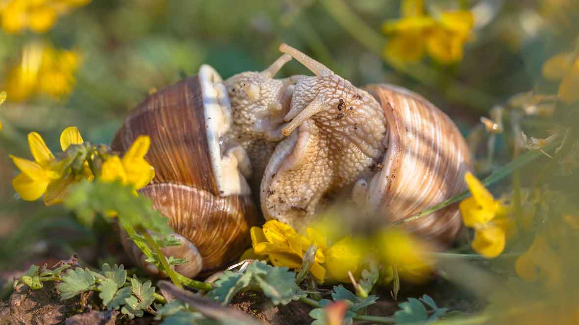 The sector is as hot as these snails feel right now. Pic: Getty