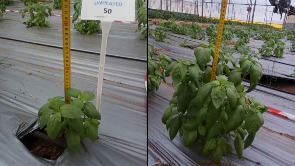 Untreated basil plants (L) compared to heated plants (R)