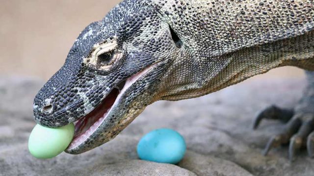 Naga the komodo dragon eats an Easter treat at Taronga Zoo today in Sydney. Pic: Getty