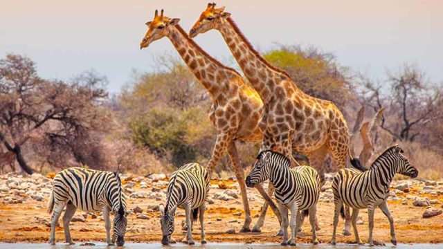 Giraffes and zebras at a waterhole in Etosha National Park, Namibia. Pic: Getty