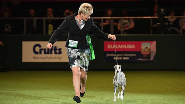 Owner Yvette Short and Tease the Whippet who has won Best In Show at the 2018 Crufts Dog Show.