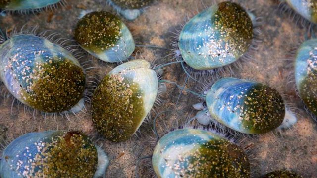 Abalone growing on a farm in South Australia. Pic: Getty.