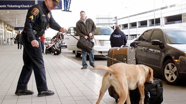 security dogs sniffing bags at an airport
