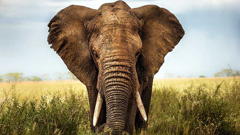 An African elephant in Serengeti national park, Tanzania. Pic: Getty