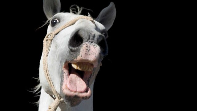 Sperm separator... that's one happy horse. Pic: Getty