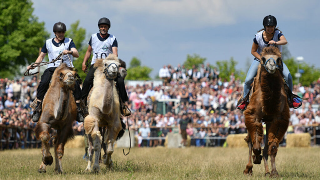 Riders cling to camels during a race on Ascension in Bavaria on May 10, 2018 in Taufkirchen, Germany