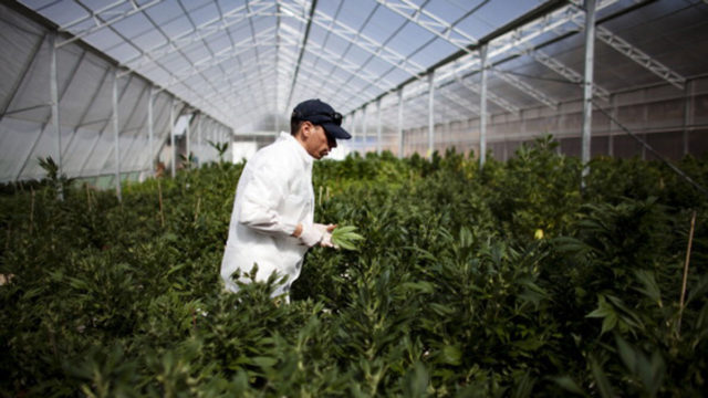 Israeli greenhouses like this have pioneered the use of medicinal cannabis.