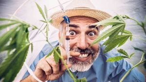 Cannabis: Bod has been invited to join a 20,000-patient research project in Europe