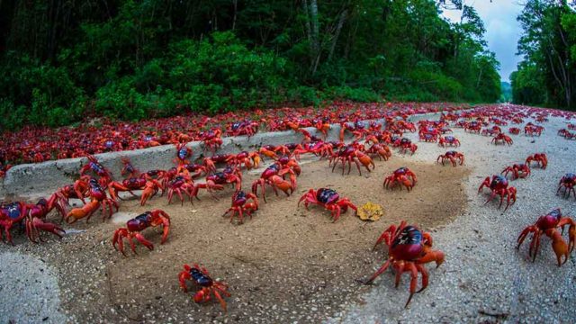 The red crab migration on Christmas Island.