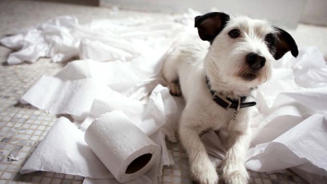A messy dog and toilet paper. Pic: Getty