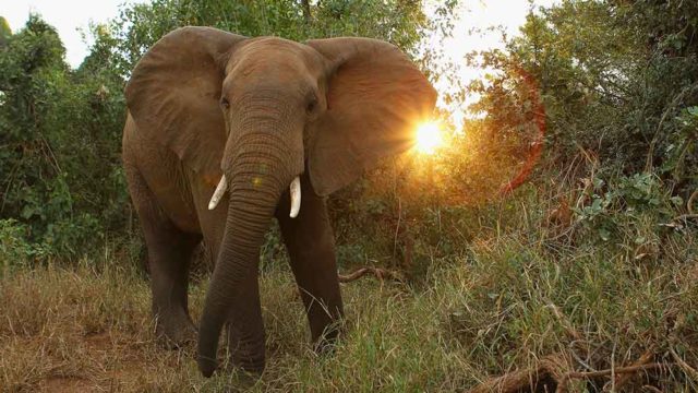 African elephant, Getty