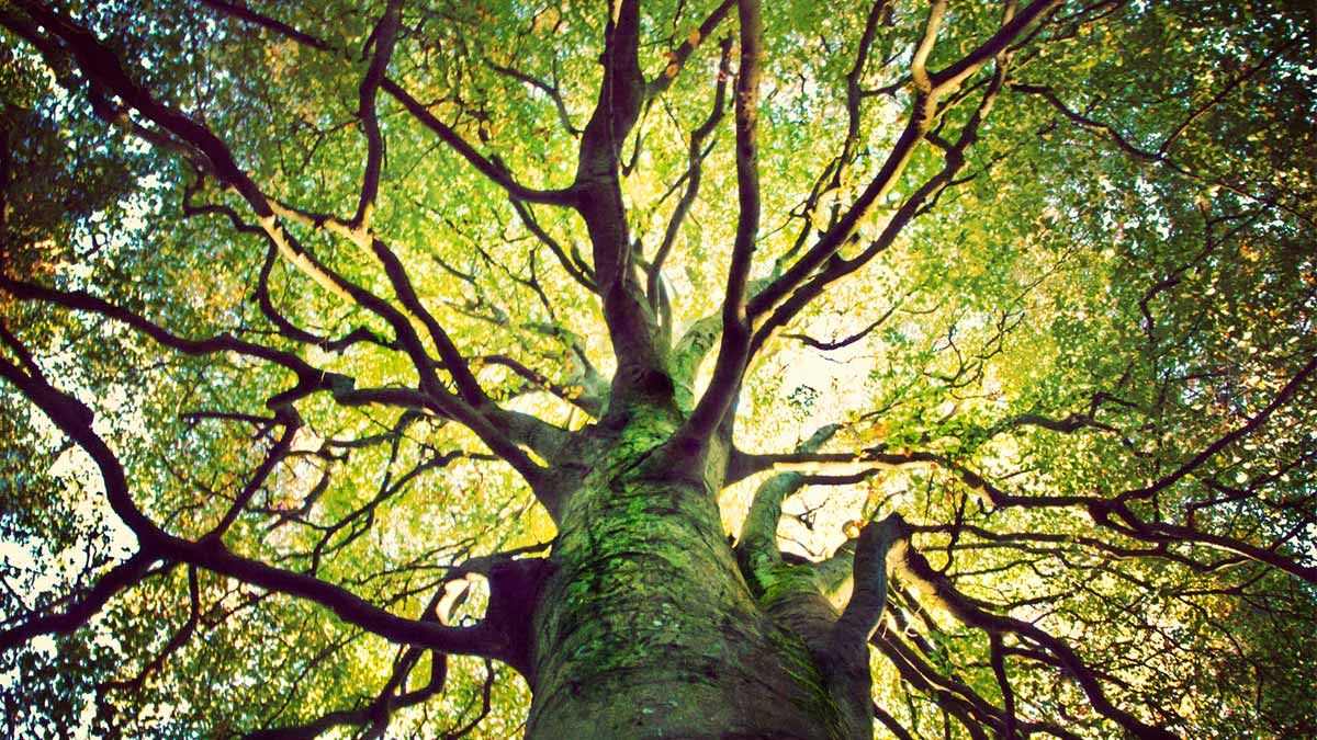 Roots Sustainable hits its sixth key global market with Korean distribution deal