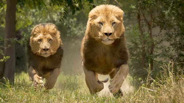 Lions charge at the camera in Zimbabwe's savannah. Pic: Getty