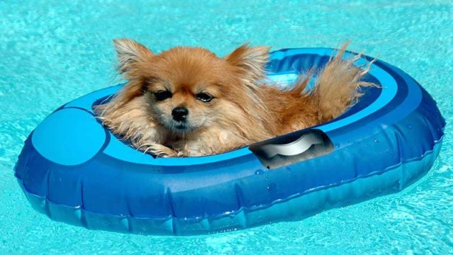 Float: A dog in a rubber boat. Pic: Getty