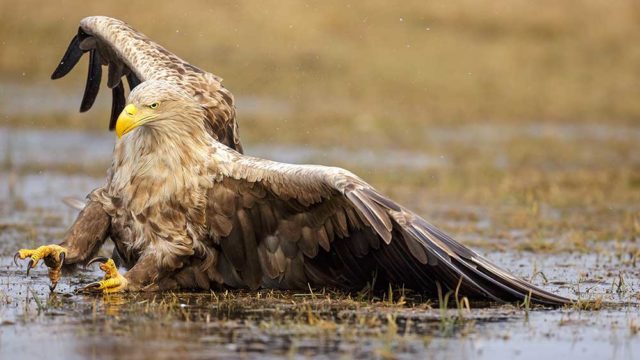 White-tailed eagle fallen in a marsh in Poland. Pic: Getty