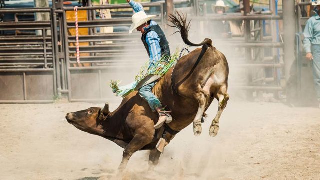 A cowboy rides a big bull in a rodeo arena in Utah. Pic: Getty