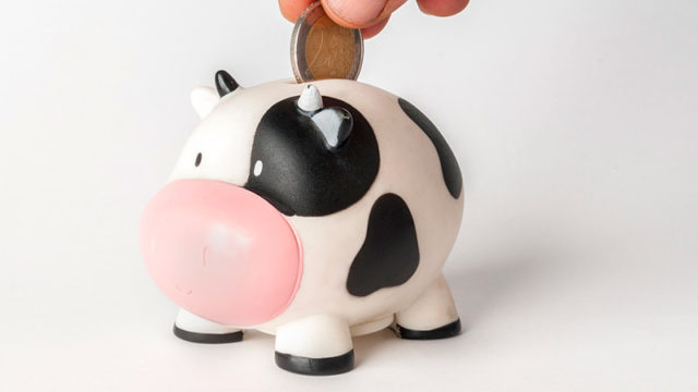 A cow-shaped money box. Pic: Getty