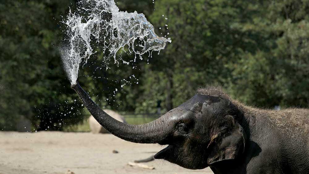 A baby elephant hoses himself at Berlin's Tiergarten zoo during hot weather today. Pic: Getty