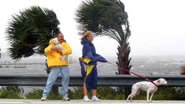 Walk the dog during a storm in Hurricane Francis in Florida, 2004. Pic: Getty