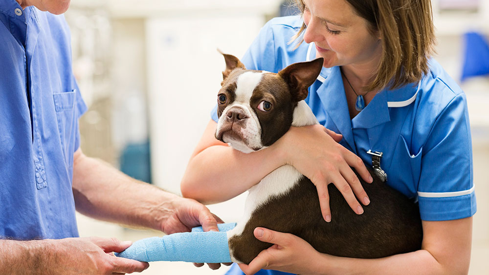 Factor's drug isn't used on dogs - but awww what a cute pic. Getty