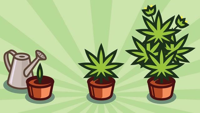 Marijuana plants growing. Graphic: Getty