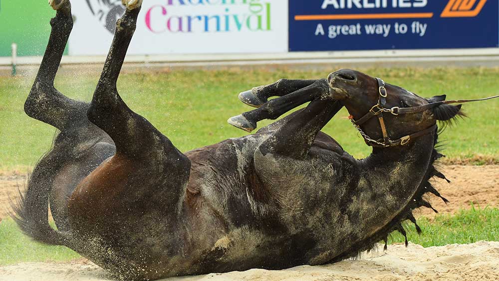 Cliffs of Moher has fun rolling around in the sand. Pic: Vince Caligiuri