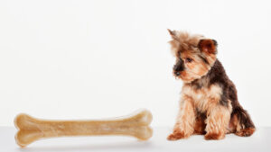Orthocell says tests show its artificial membrane speeds up bone regeneration