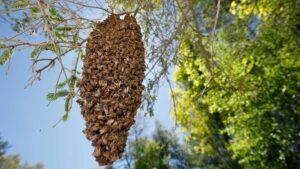 Escrow Watch: 280m shares ready to swarm the ASX